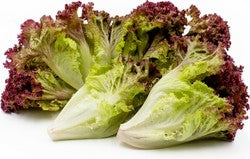 Lettuce Lollo Rosso 1 pcs