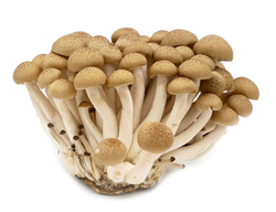 Freshmore Brown Shimeji Mushrooms 150 gr per pack