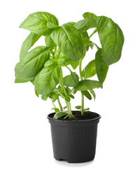 Basil Pot 1 pcs