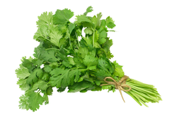 Fresh Coriander Leaves 1 pack